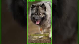 The Keeshond: The Most Loyal Dog Ever #shorts