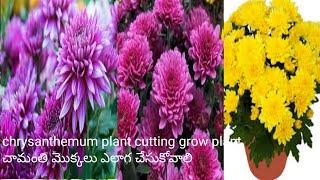 can l grow |chrysanthemums| propagate frow |cutting| Basha Garden