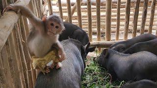 Bubu enjoys playing with the pigs on the farm.