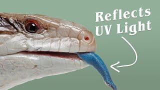 Blue Tongue Lizards