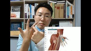 손가락 통증 혼자 치료하기 + 해부학 공부