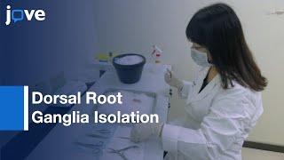 Dorsal Root Ganglia Isolation