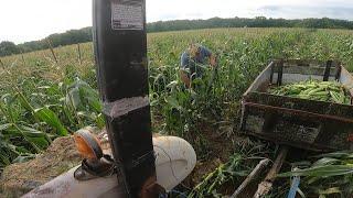 From Mud to Drought: Sweet Corn Season 2024