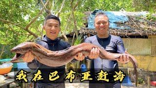 Indonesia Papua: Raja Ampat is full of big goods, and the captain is stunned by any whole moray eel