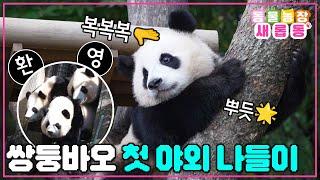 [#새롭동물농장] 바오 가족의 설레는 가을 즐기기 쌍둥바오 루이X후이 야외 방사장 진출에 성공하다!! / EP.1195 #TV동물농장 #AnimalFarm #SBSstory