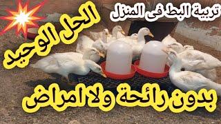 طريقة سحرية لتربية البط فى المنزل بدون رائحه ولا أمراض #تربية الدواجن #تربية البط #poultry# chicken