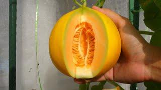 No space? Just grow Golden Melon in pots and harvest in 80 days | Canary Melon