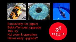 Eden koi pond - Nexus upgrade, Tempest / bakki upgrade, New koi & Treating ulcer