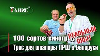 67. 100 сортов винограда и трос для шпалеры ПРШ в Беларуси. Опыт виноградаря - любителя из Жлобина