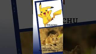 PIKACHU in the real life #pokemon #shorts #pikachu