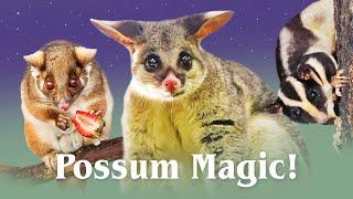 A Guide to Australia's Possums