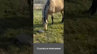 смешные видео с животными - я ржал полчаса / смешные животные , коты собаки и другие #shorts