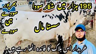 Northern bypass mandi Karachi Cattle Rates Update || 25 may 2025 || Cow Mandi 2025