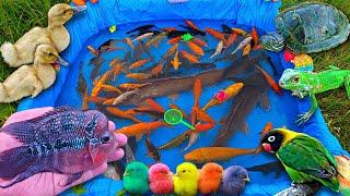 Fishing for colorful betta fish, ornamental fish, big catfish, koi fish, goldfish, chicken, duck.