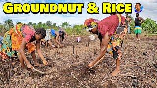 GROUNDNUT & RICE PLANTING At Triple-A Healthy Harvest Farm -  Episode 5 - Farming In Sierra Leone