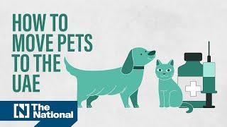 How to move your pets to the UAE