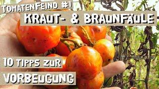 Kraut und Braunfäule bei Tomaten - Erkennen, Vorbeugen, Ausbreitung verhindern.