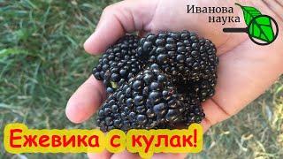 Кто любит ежевику? ЕЖЕВИКА ВЫРАСТЕТ С КУЛАК! Все секреты ежевики: сорта, посадка, уход, болезни.