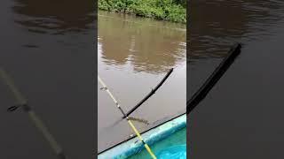 spot udang  sungai pesaguan