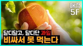 [매경5F] 달디단 과일, 서민들은 못 먹는다