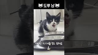 아깽이 도루에게 가족이 생겼어요