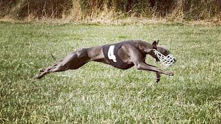 Training a whippet for racing.