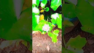 violet lotus guppy pond #shorts #shortsfeed #lotus