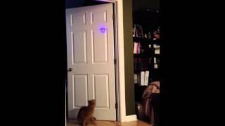 Oliver jumps for the Laser Pointer