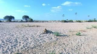 Lion on the dry Mwagusi river bed