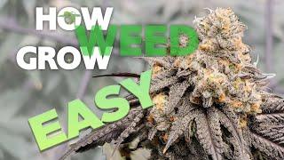 HOW TO GROW WEED: EASY COMPLETE GUIDE for Beginners - Indoor Cannabis - 2023 UPDATED