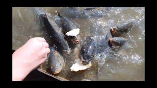 Carp Feeding Frenzy - Fishlake Doncaster (Before the Floods)