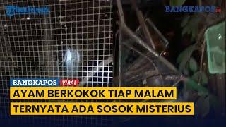 Tiap Malam Ayam Berkokok, Ternyata Ada Makhluk Misterius di Belakang Kandang