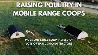 Raising Thousands of Chickens on Pasture in Mobile Range Coops