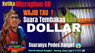 CUCAK HIJAU DOLLAR BIKIN ULAH LAGI //#'1'1'2'2  ANNIVERSARY SCHP 2