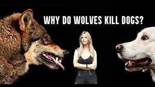 WHY DO WOLVES KILL DOGS? Wolf Vs Dog