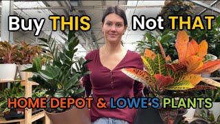 Buy THIS Not THAT - Big Box Plants - Plants I Stay Away From & What To Get Instead - Indoor Plants