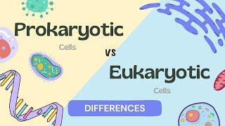 Prokaryotic vs Eukaryotic cell / Difference between Prokaryotic and Eukaryotic cells in 2 minutes