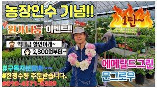 [한정수량]농장인수기념 원가나눔 이벤트 1탄~2,800원 가격실화??