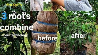 How to graft MANGO attaching three roots. combine technology + TUTORIAL and tips.