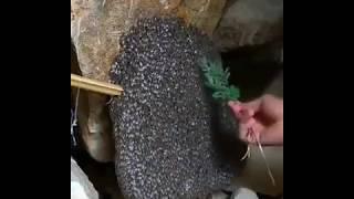 You won’t believe !!!! Super-eco is a new technology of beekeeping without investments !!!!