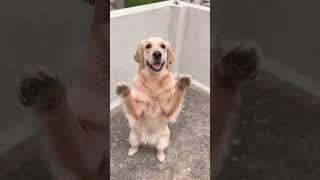 Ellie learns how to stand#dog #goldenpup #doglover #goldenretriever #dogshorts #puppylove #learning