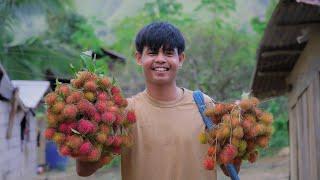 [Stroy 126] Harvesting rambutan | Making RAMBUTAN ICE CREAM! | Filipino Countryside Life