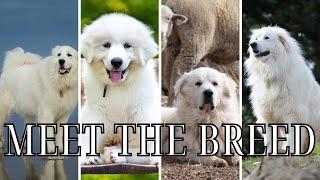 MEET THE BREED: GREAT PYRENEES
