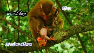 My God ! Young Mama Flora holding first Newborn baby almost fell down from the tall tree