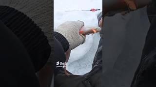 Рабочий балансир ручной работы.  https://vk.com/baitaan