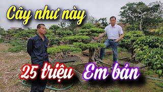 SH.10119. Sanh Nam Điền đẹp như thế, em bán 25 triệu thôi.