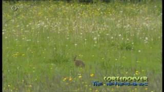 haas - brown hare  in Cortenoever