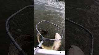 #fishing #рыбалка #крупный сом #трофейная  рыбалка #fish