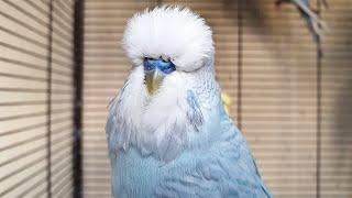 budgie sounds