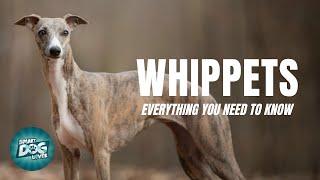 Whippets Dogs 101:  Everything You Need To Know
